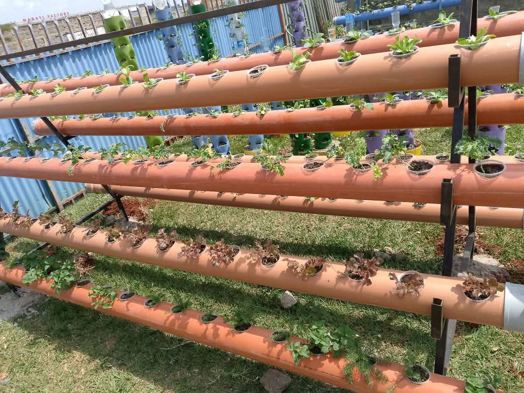 Lettuce and herbs growing along stacked hydroponic pipes in the learning garden