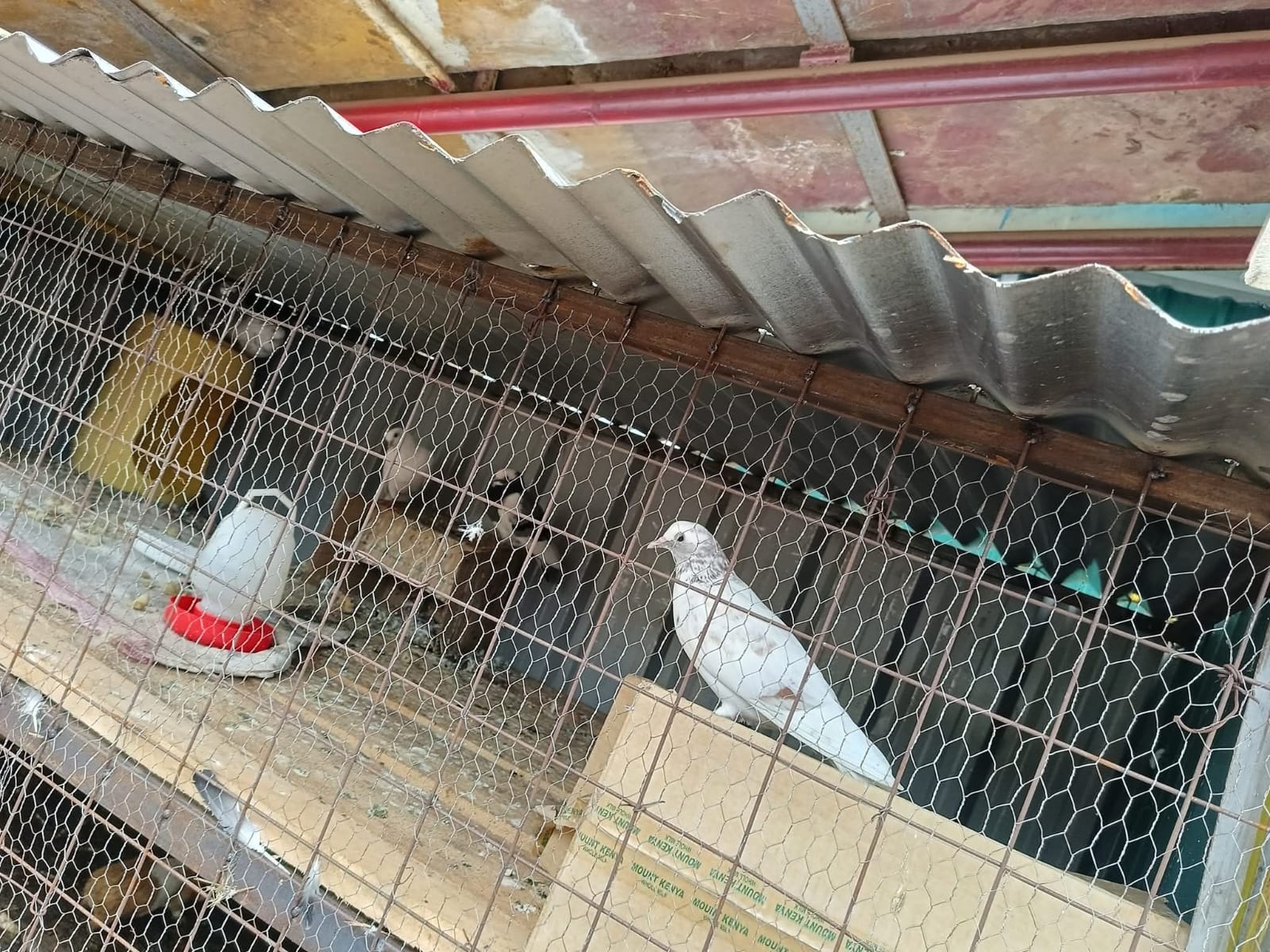 White and grey doves perched inside their aviary at Vipe Fun Park