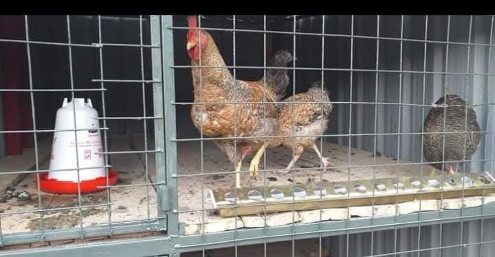 Chickens inside their clean wire enclosure at the Vipe Fun Park animal area