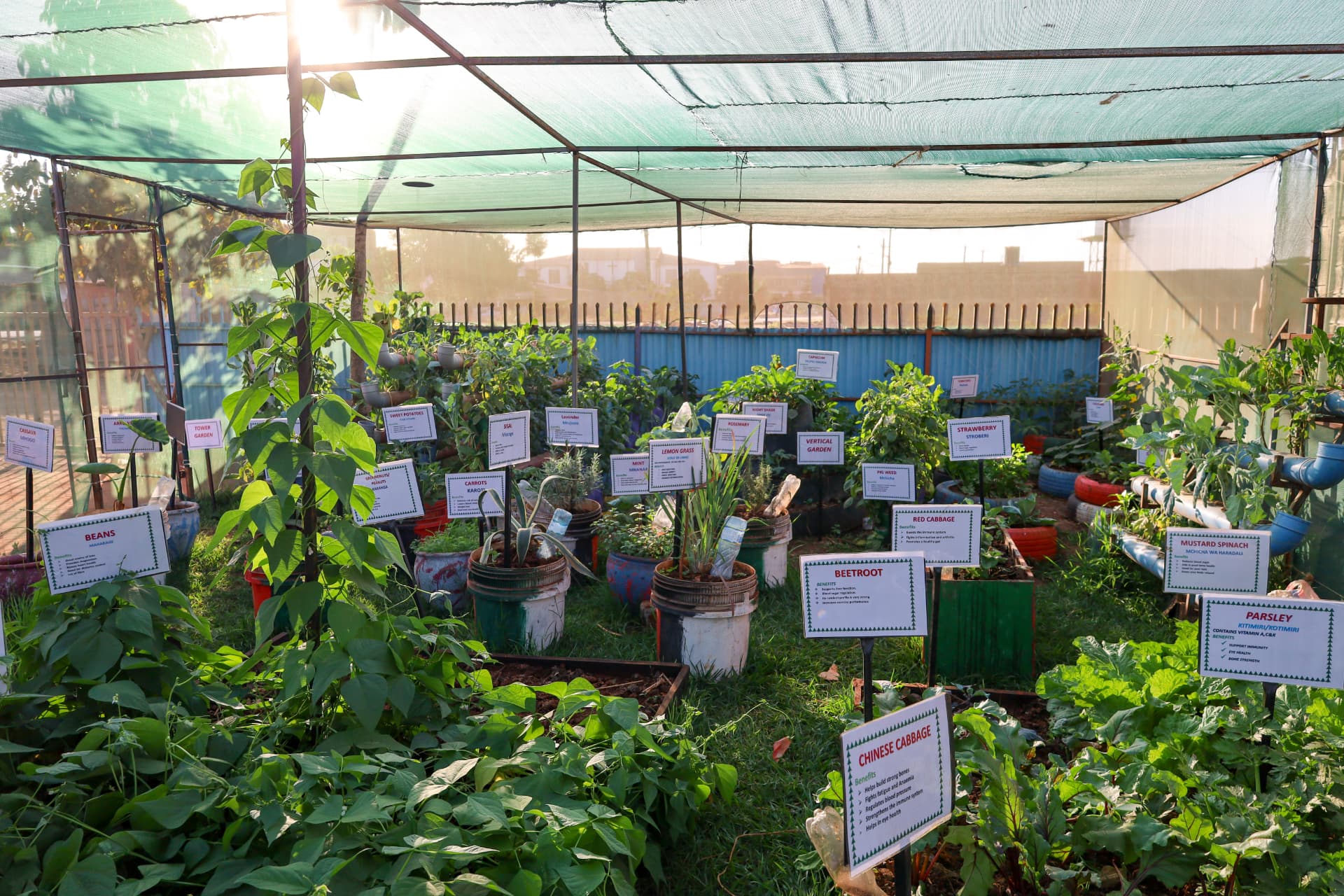 Sunlight entering the CBE Garden above rows of labelled plants
