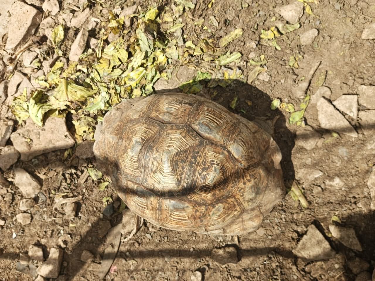 A close view of a tortoise and its patterned shell in the animal enclosure at Vipe Fun Park