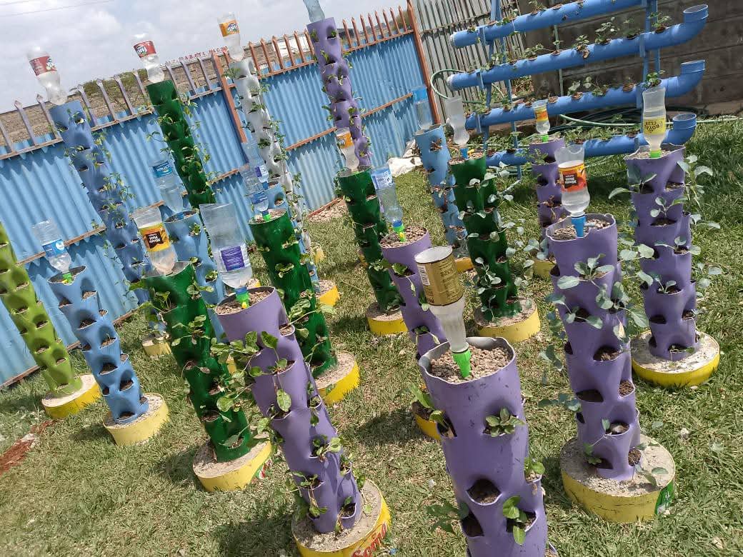 Rows of colourful hydroponic towers with drip bottles feeding young plants