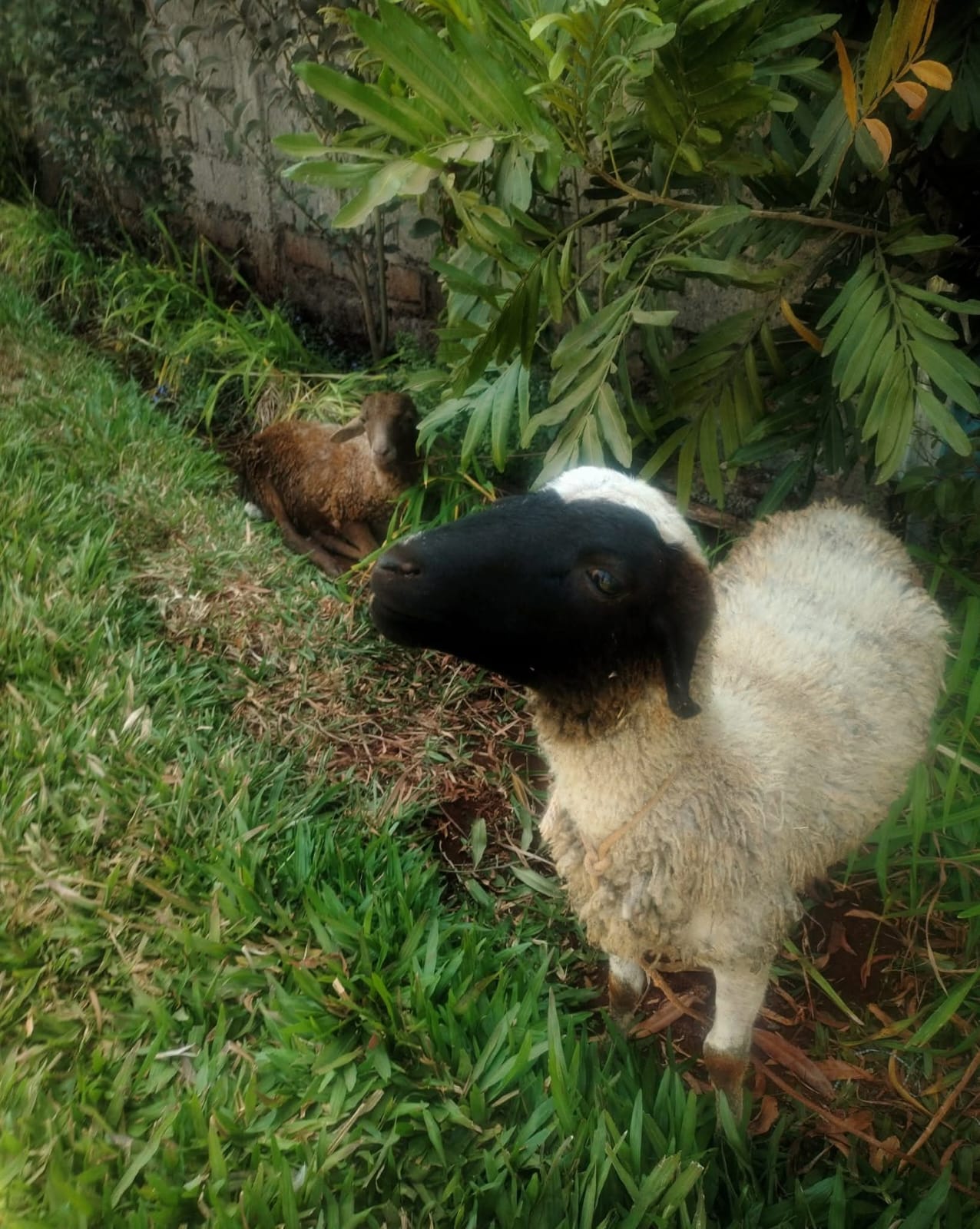 Sheep resting on the grass beneath shady trees at Vipe Fun Park
