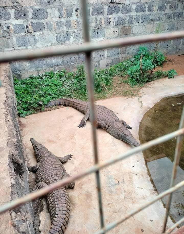 Crocodiles viewed safely through the enclosure fence at Vipe Fun Park