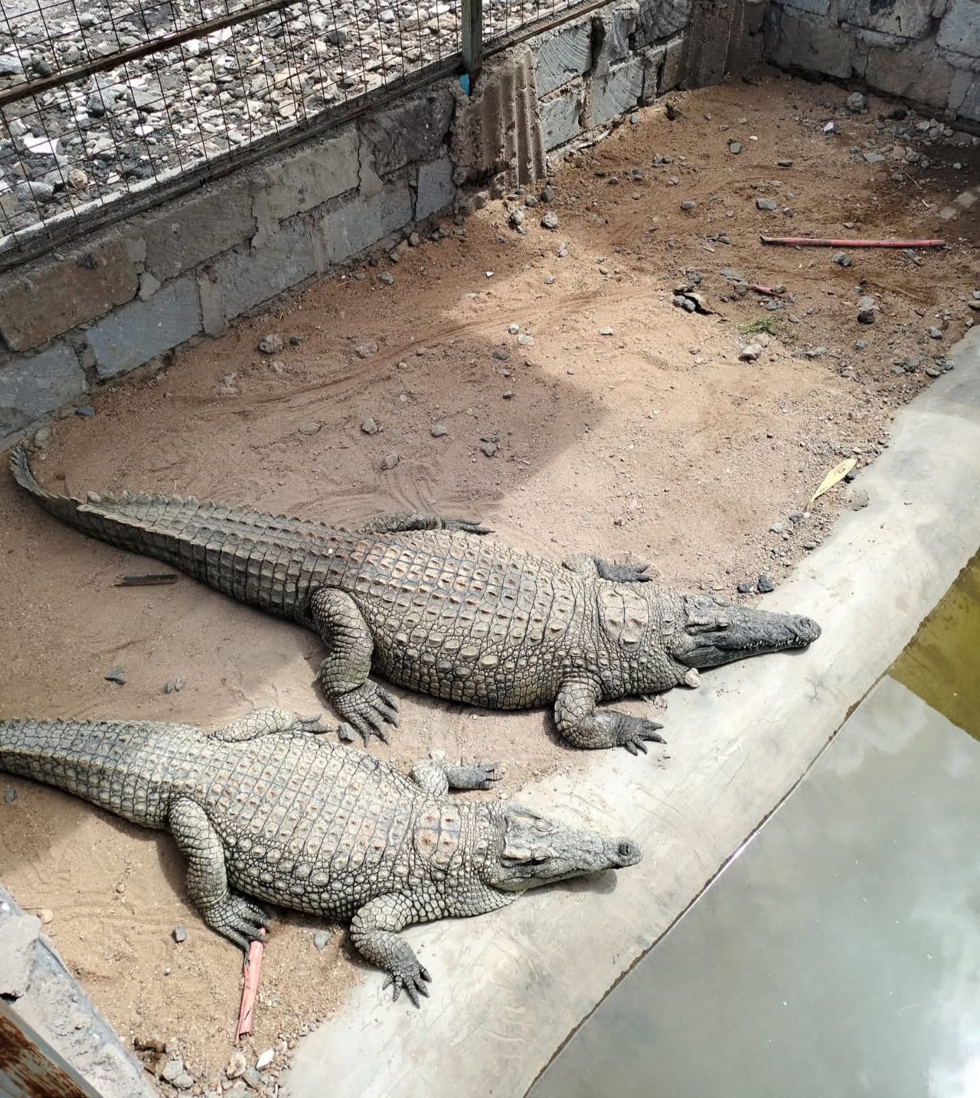 Two crocodiles resting on the sand beside the water in their walled enclosure at Vipe Fun Park