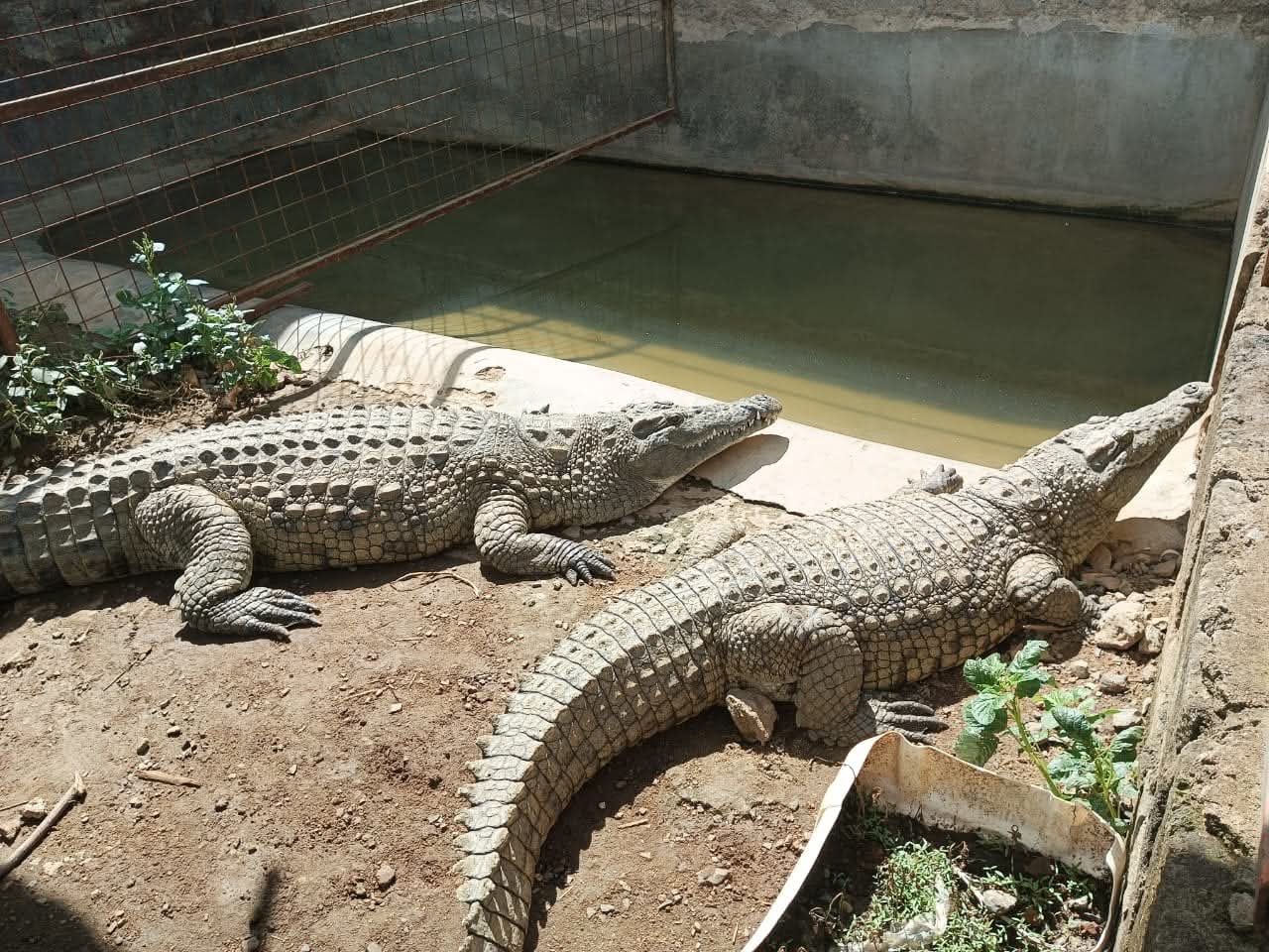 Two crocodiles basking in the sun beside their pool at Vipe Fun Park